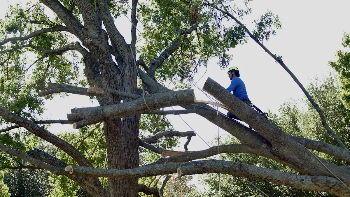 Professional Crown Thinning performed by certified arborists in Lohn