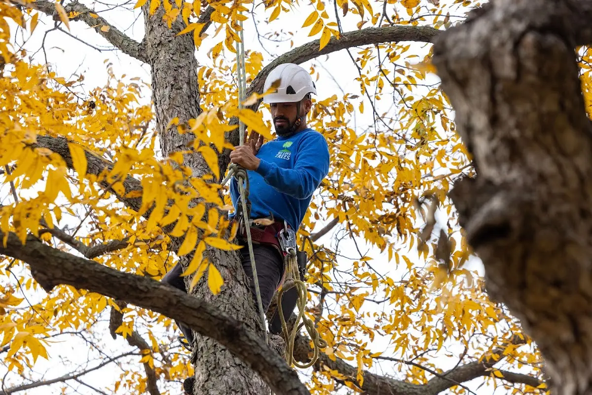 Skilled Tree Transplanting crew working in Lohn